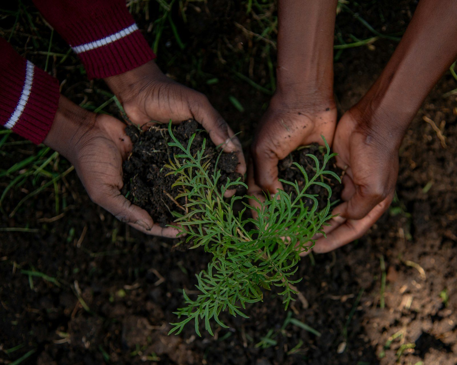 Several hands coming together to plant a young seedling in the soil